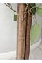 Ficus 150cm - 4