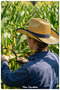 Straw Sun Hat for Men and Women (55-59 cm) - 2