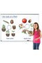 Plant life cycle - magnetic set - 2