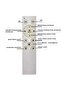 LED ARC Floor Lamp White for Modern Community, Nordic Style - 4