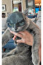 B.A.T.M.A.N Mask for Cats