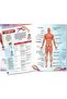Explore Human Body Encyclopedia - 6