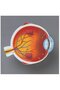 Section model - Eye - 3