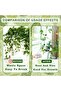 Plant Climbing Wall Clamps- Self Adhesive Vine Hooks - 3