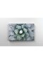 Tablou Canvas - Cactus