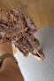 Wooden Beaded Coffee Mini Dress - 6