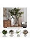 Olive Tree With Pot H250cm - Green - 4
