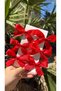 Candy Color Red Ribbon 6-Piece Children's Buckle Set-3Cm Metal Clip - 2