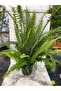 Aşk merdiveni nephrolepis