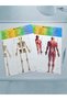 Miniature Human Body 7 Parts Attachable Organs Anatomy Body Recognition Educational Set 15 cm - 6