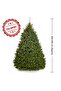 Fresh Premium Christmas Tree 230cm - 2