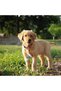 Two dog poop bag holders, a dog poop bag holder shaped like a coffee cup, plastic dog poop bag holder. - 3