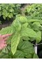 Tüplü Pasiflora Fidesi - 3