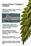 Collagen, Nettle, Prebiotic Shampoo - Anti-Hair Loss and Late Growth - 7