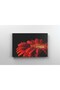 Tablou Canvas - Floare Rosie