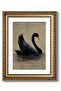 Premium Black Grace Swan Canvas Wall Art Gold Frame 30x40 cm Decor