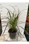 Pennisetum - 2