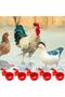 set of 5 automatic poultry drinkers - suitable for chickens, ducks, geese, turkeys, and pigeons. - 2
