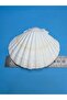 Real Oyster Presentation Plate Shell 1 Piece - 4