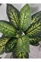 Evergreen 180cm - 3