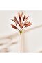 Aloe Artificial Stem Flower H80cm - Brown - 3