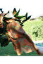 Eternal Spring - Sunset Cotton Shawl - 3