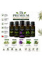 100% Pure Essential Oil Set of 5, 10 ml X 5 (Tea Tree, Lavender, Rosemary, Peppermint, Eucalyptus) - 2