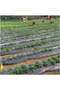 Weed control film with planting holes, measuring 0.95 x 10 meters, with air and water circulation function. - 4