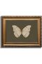 Gold Framed Vintage White Butterfly Canvas Wall Art (60x80 cm)