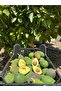 Avokado 5 KG