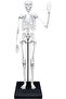 Skeleton 85 cm - 5