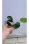 Bitki L019E Anubias barteri var Nana (Type E) - 3