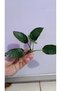 Bitki L019E Anubias barteri var Nana (Type E) - 4