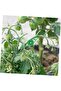 20-Pack Green 360° Adjustable Plant Bending Clips, 35 x 10 x 2 mm, Low-Stress Stem Training - 3
