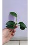 Bitki L019E Anubias barteri var Nana (Type E) - 2