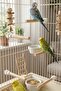 Set of 5 Wooden Bird Perches 12 cm Clip-On Budgie Canary Cage Perches - 3