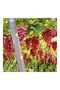 Bird Scare Reflective Tape Multicolour 106.68meter - 3