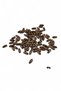 8 mm Harp Light Brown Wood 14X5 mm Beads (35 Gr 165 Pieces)
