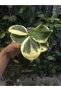Hoya Pachyclada Variegated