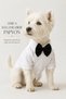 Small Breed 100% Cotton Summer Bow Tie White Dog Shirt Cat Shirt Dog Clothing(1-10kg) - 3