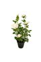 Tori Artificial Rose Tree with Pot, 41 cm, Assorted - 6