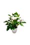 Tori Artificial Rose Tree with Pot, 35 cm, Assorted - 4