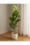 Green Artificial Rubber Tree In Ceramic Pot 90cm