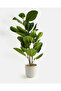 Green Artificial Rubber Tree In Ceramic Pot 90cm - 3