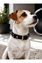 Handmade Paracord Dog Collar – Genuine Leather, Durable Weave, Metal Buckle - 2