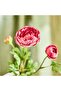Artificial Flower Stem, Dark Pink, 52 cm, Bendable Wire Stem - 4