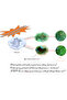 MINI 15-30g green 1PC Natural Agate Plated/Electroplated Cornucopia Crystal Cave Raw Stone Bare Ston - 3