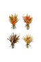 Dried Flower with Glass Pot, 1 pc, Assorted