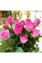 210 Rose Seeds - 6