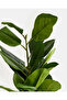 Green Artificial Rubber Tree In Ceramic Pot 90cm - 4